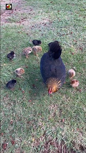 Baby Chickens with Mother Hen Sound ❤️