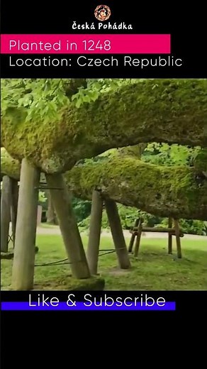 800 Year Old Tree - Czech Republic