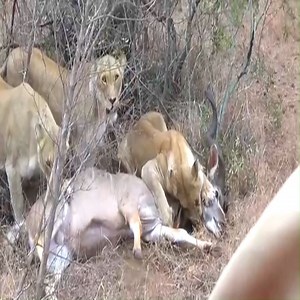 Lions chase and kill male kudu.. Graphic video | Wildlife Africa