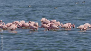 Lesser Flamingo (Phoeniconaias minor) in a bird Sanctuary, Walvis Bay Namibia Stock Video