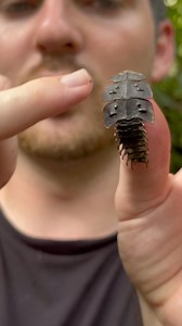 30K views · 601 reactions | The trilobite beetles are some of the...
