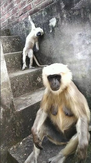 Langur Monkeys:The World's Funiest Pranksters ! langur ki awaaz! langur voice