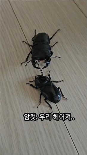 왕사슴벌레 한쌍 병맛드라마1 암컷 수컷 키우기 #insects