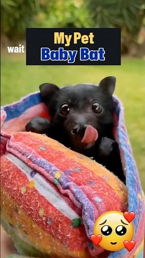 Raising a Baby Bat: Batty's Story #bat
