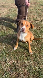 Dreidel might just be the perfect way to round off Hanukkah. You can still use the socks you got. He might enjoy them, too. 😉 Come meet him. hcwanimalshelter.com 304-696-5551 Don’t miss adoptable shelter dogs in play group at West Virginia Animal Rescue on Facebook! | Huntington Cabell Wayne Animal Shelter