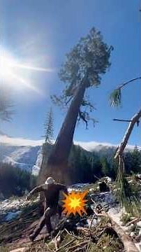 I Witnessed A Giant Tree Collapse
