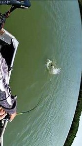 38" Musky (June 2025) #musky #muskyfishing #michigan #puremichigan #fishing