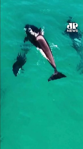 Bebê orca dá primeiro salto e encanta em Arraial do Cabo (RJ) #Shorts