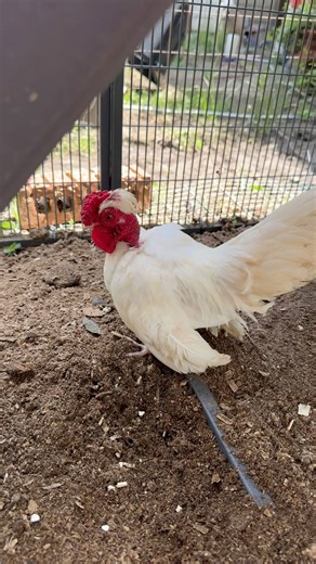 118K views · 3.9K reactions | Sometimes chicken keeping making you want to rip your hair out Like why do they randomly want to kill the main rooster they have lived with for MONTHS!?﫠 Thankfully I had a pen to put him in, but man when this happens stress levels go up and this gets less fun | Gulf Coast Cluckers | Facebook