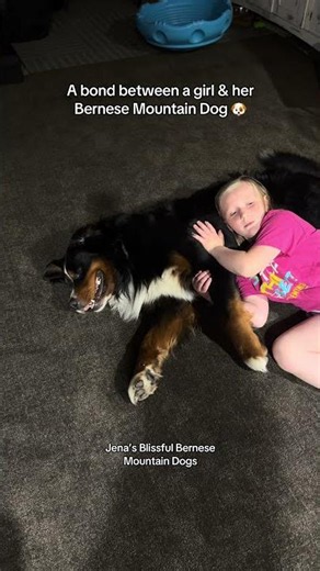 Just a girl and her Bernese mountain dog!