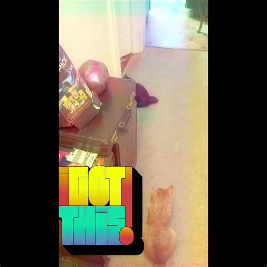 Impressive Jealous Cat Jumping Skills