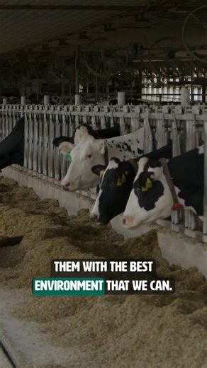 Dairy4Good on Instagram: "Robotic milkers are the latest and greatest in dairy farm technology innovation! ⚙️ Pete Maslyn of Hemdale Farms explains how their robotic milkers help keep cows comfortable and in charge of their own milking routines. 🐄 #Dairy4Good #nydairy #farmtech #dairytech"