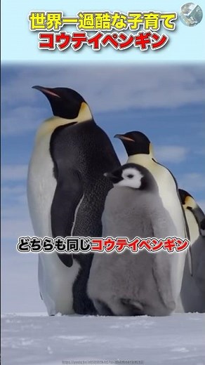【世界一過酷な子育て】コウテイペンギン#動物 #豆知識 #雑学#ペンギン