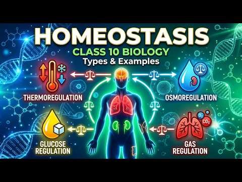 HOMEOSTASIS in 10 Minutes | Every System Your Body Controls
