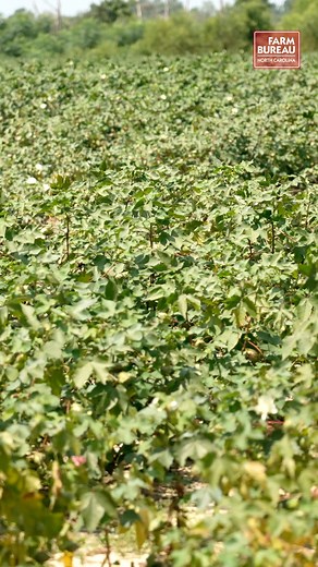 345 reactions · 150 shares | Talking tractor safety on the roadways, from a farmer's perspective! #NCFarmBureau N.C. Department of Agriculture and Consumer Services | N.C. Farm Bureau | Facebook