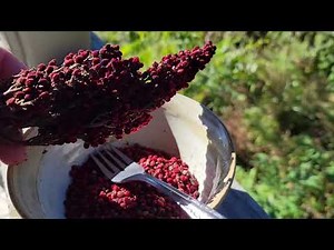 How to prepare Sumac Berries for Homemade seasoning