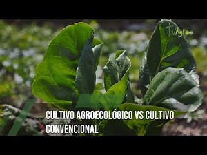Agroecological vs. conventional farming - TvAgro by Juan Gonzalo Angel Restrepo