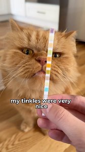 144K views · 41K reactions | Cappybear's Monday routine. -Cappy's POV I use urinalysis test strips to monitor Cappy's ph and blood levels. Anything that deviates from the normal level prompts a visit to the vet. With Cappy's chronic cystitis and prognosis to infection, it's always best to be overly careful! #disabledcat #morningroutine #cats #orangecats #specialmoments | Katie Beth Miedaner | Facebook