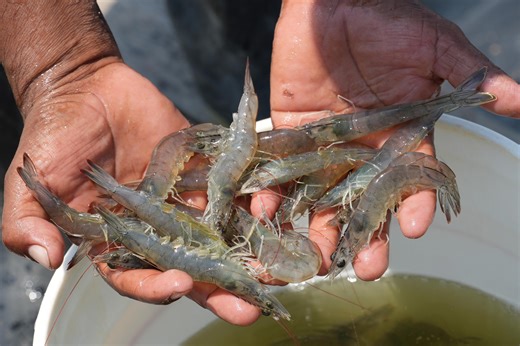At the height of production, Belize’s shrimp industry earned 100 million dollars in revenue. In 2015, however, farmers were devastated by the disease early mortality syndrome. Less than 10 years later, after the Ministry of Agriculture implemented a stakeholders task force to rescue the stagnant industry, producers are on the way to full recovery with the implementation of new technologies, new farming techniques, and biosecurity policies and best practices. Ministry of Agriculture, Food Securit