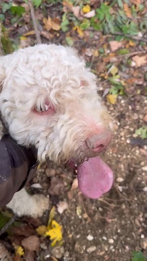 7.6K views · 925 reactions | Per noi l'anno si divide tra "quando è...