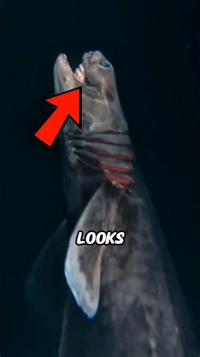 You Should NOT Know These Deep Sea Creatures… 😳