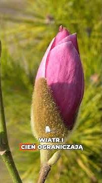 Why isn't the magnolia blooming? 🌸❌ Here are the reasons