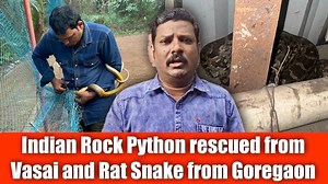 Indian Rock #Python rescued from #Vasai and #RatSnake from #Goregaon...