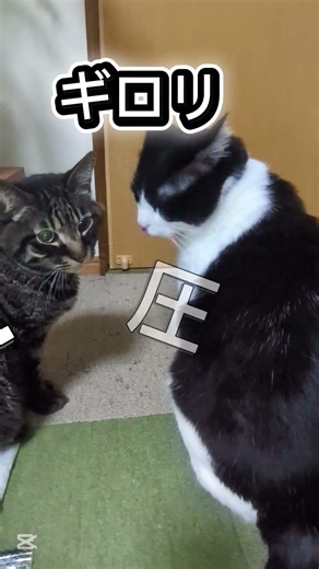 ショコラ・なつめドア前に集合した結果これw#猫#犬#猫のいる生活#犬のいる生活#多頭飼い#ペット動画#猫動画#犬動画#動物の日常#あるある#クセ強#おもしろ動画#癒しと笑い#ショート動画