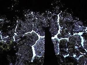 Crown Shyness — The Wonder of Science
