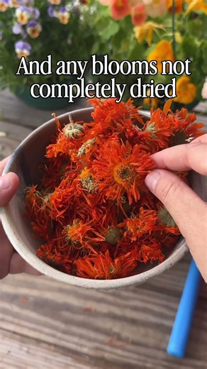Calendula is One of the Most Useful Flowers You Can Grow