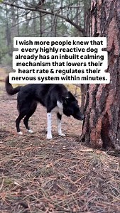 Your dog came equipped with the perfect breathing exercise & grounding ability: Sniffing 👃 There are so many different reactivity training approaches and some of them can get very complicated … so why not return to basics with the easiest and most effective thing you could do for your dog: remind them of their sniffing superpower. Need tips and lifehacks for your reactive dog? Comment BOOST to join my email newsletter and get FREE reactivity training tips straight to your inbox 📧 | SpiritDog T