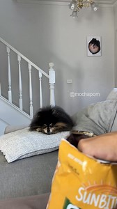 138K views · 5.1K reactions | Dogs when you have a snack  #pomeranian #dog | Mocha Pom | Facebook
