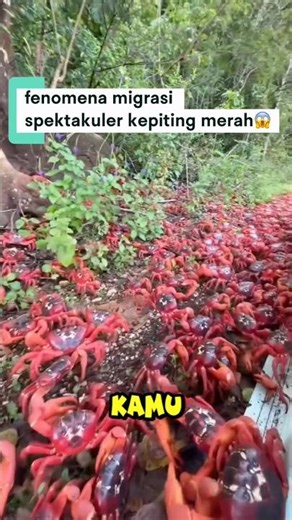 migrasi spektakuler kepiting merah😱! #faktadunia #faktaunik #faktamenarik