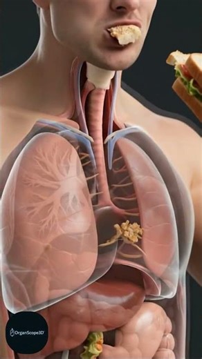 Watch a Sandwich Break Down Inside the Body