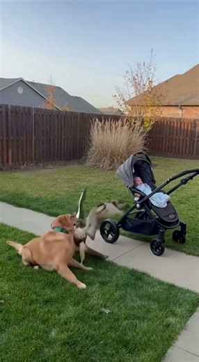He Grabbed the Hawk Mid-Air.😨😨 #WildBattle #dog #hawk
