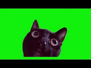 Green screen | Fetch me their souls cat meme | #greenscreencat #catmemes #cat