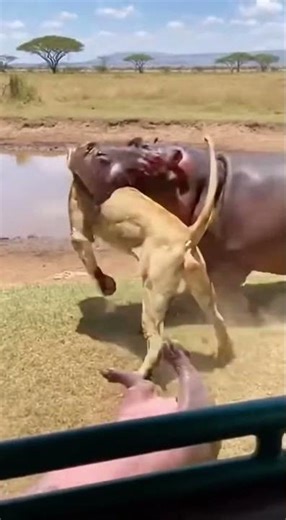 Lion Regrets Attacking Baby Hippo