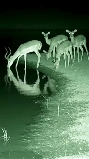 “Antelope’s Last Sip 💀 Caught on Night Camera” #nightvision #wildlife #animals #burrowcam