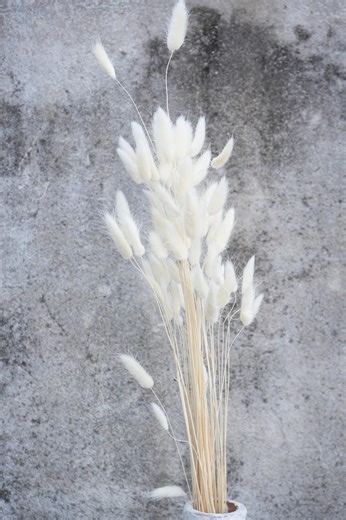 White Dried Bunny Tail Grass, Fluffy Pampas Stems, Boho Home Decor, Wedding Centerpiece, Dried Floral Bundle - Etsy