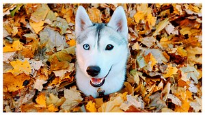 Skaya loves the fall. It’s her second favorite season (after winter, of course). And the thing she loves the most about this season is all the fallen autumn leaves! Lately, Skaya’s been looking up pictures of videos of dogs playing in big piles of leaves… and I think she’s now determined more than ever to find and play in the biggest pile of her own! So to try and appease her, we went on a little adventure to try and find some leaves to create a big pile for her to play in! It was a difficult mi