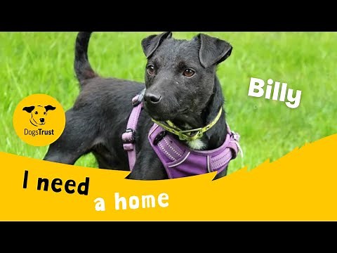 Billy the brilliant Patterdale Terrier | Dogs Trust Merseyside