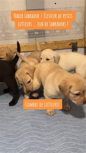 Élevage de Labrador, Nadir Labrador. Mes petits lutteurs de presque 5 semaines! www.nadirlabrador.com #elevagelabrador #nadirlabrador #eleveurlabradorretriever #labradorpuppy