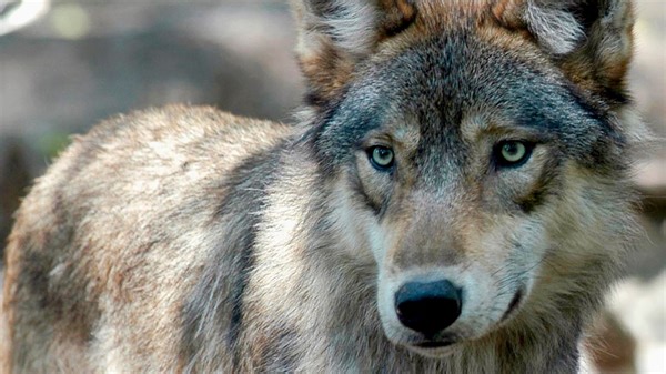 Wisconsin Assembly approves a bill mandating a limit on the wolf population, sends proposal to Evers