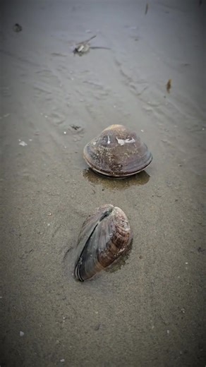 "Buried treasures of the sea, waiting for the next tide 🌊🐚" #BeachFinds #SeashellHunt #NatureBeauty #OceanVibes #SeaTreasures #LowTideMagic #CoastalLife #ShellLovers #MarineWonder #NaturePhotography | Spearfishing Unofficial
