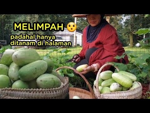 Tampak rata dengan tanah, tapi buahnya melimpah hanya tanam di halaman - panen mentimun kedua kita
