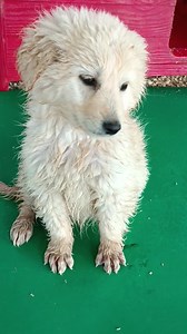 1.3K views · 116 reactions | Cuccioli a rischio canile Trovati, sporchi, bagnati, affamati, spaventati, le zampette congelate,l dal freddo. Adozione solo Roma - Lazio rispondo solo messaggi WhatsApp no chiamate. Birillo, tre mesi presunta taglia media, incrocio pastore tedesco. Per info 339 83 62 187 gradita una breve presentazione Grazie | Adotta un cucciolo Frosinone | Facebook