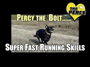 Labrador showing off running skills