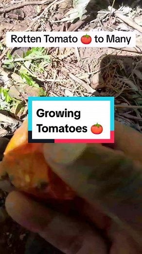 Grow Tomatoes from Rotten Tomato Seeds | Easy and Organic Gardening Guide
