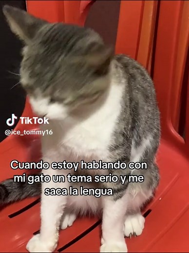 Gato Saca la Lengua en Conversación Seria