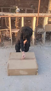 Pigeon Unboxing❣️🕊️ | Amazing Pigeon Tips